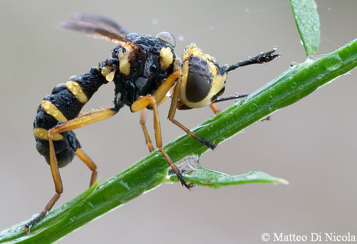 Conops scutellatus ♂ (Conopidae)